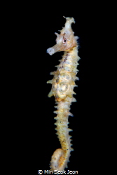 Seahorse by Min Seok Jeon 